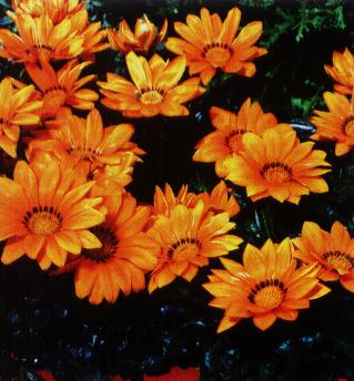 gazania